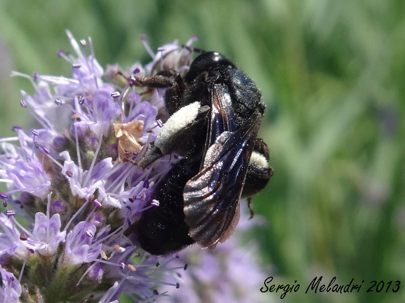 femmina di Andrena cfr pilipes